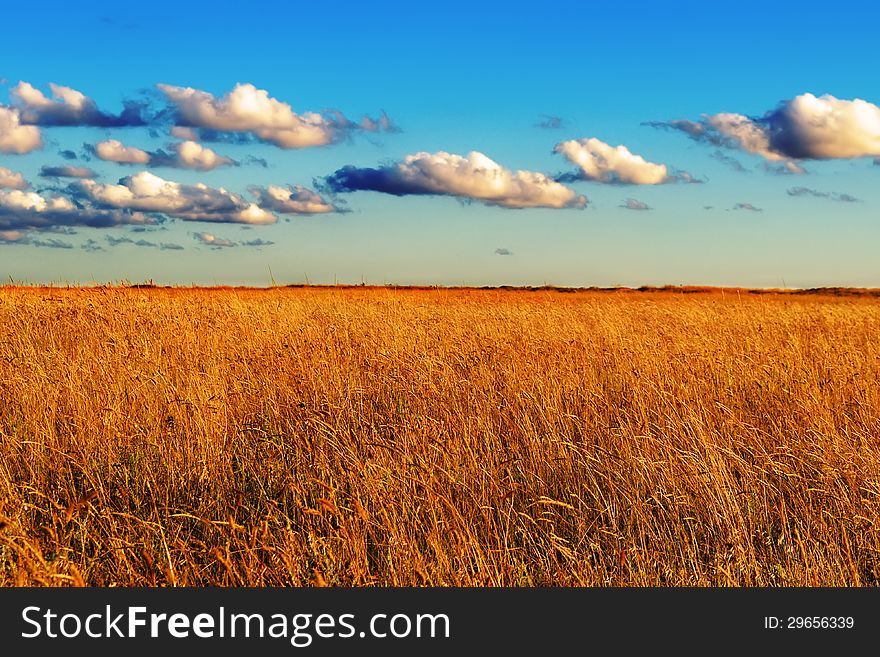 Field of wild grass and cloudy sky at sunset. Field of wild grass and cloudy sky at sunset