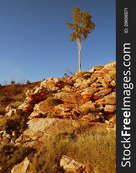 Tree In Desert QLD Australia