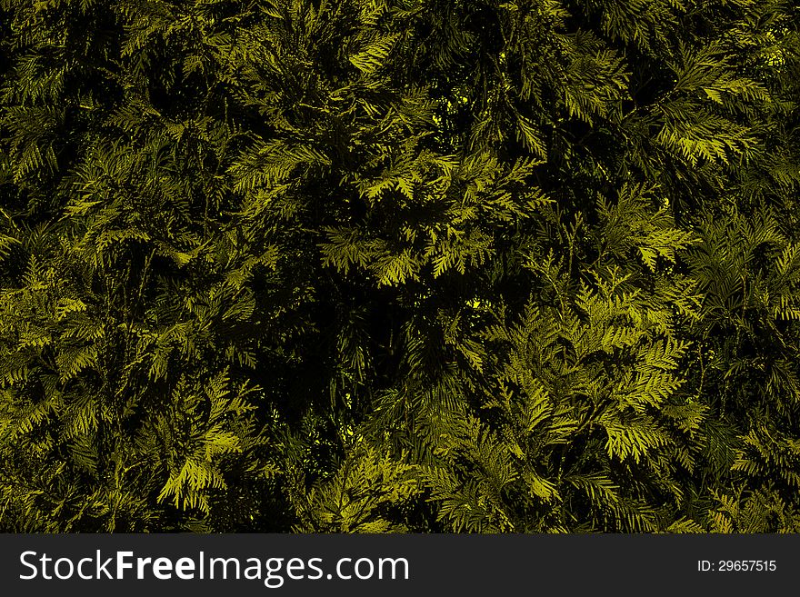 Background of close up from branches of coniferous green bush a thuja