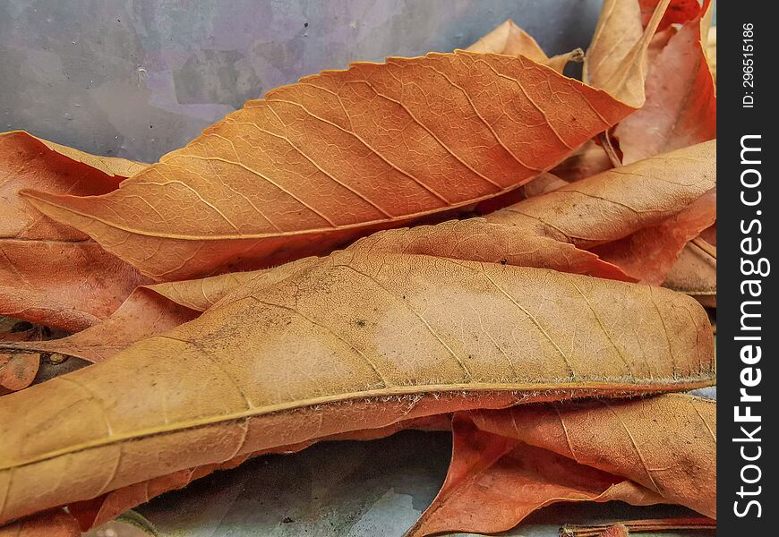 Autumn Foliage, Closeup Leaves Details