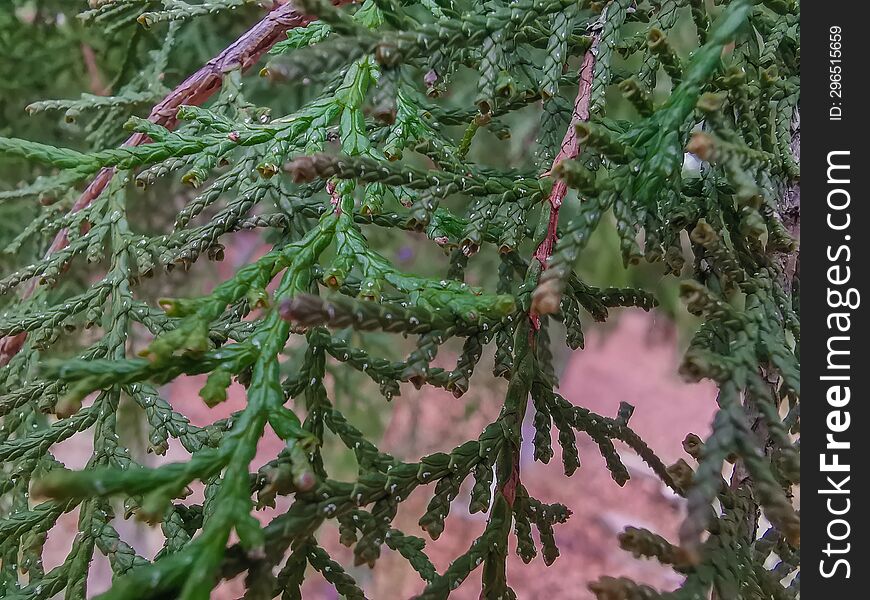 Fir Tree Details In Autumn Season