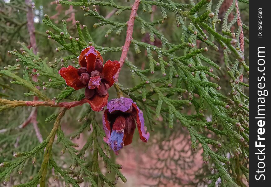 Closeup Details With Fir Tree In Autumn Season