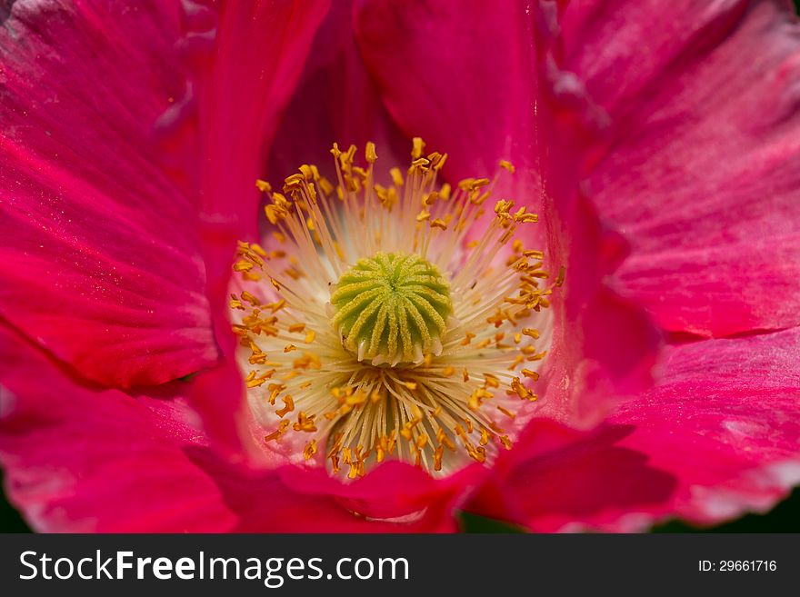 Detailed Closeup of the Delicate Red Poppy Flower.