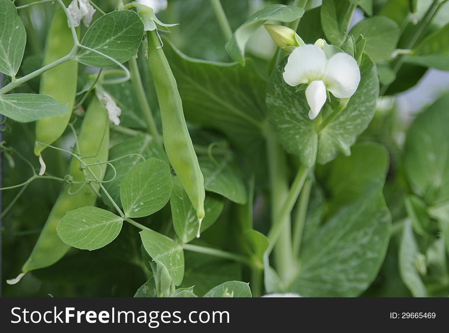 A vivd green snow pea plant in bloom with snow peas, blossum and lots of leaves. A vivd green snow pea plant in bloom with snow peas, blossum and lots of leaves