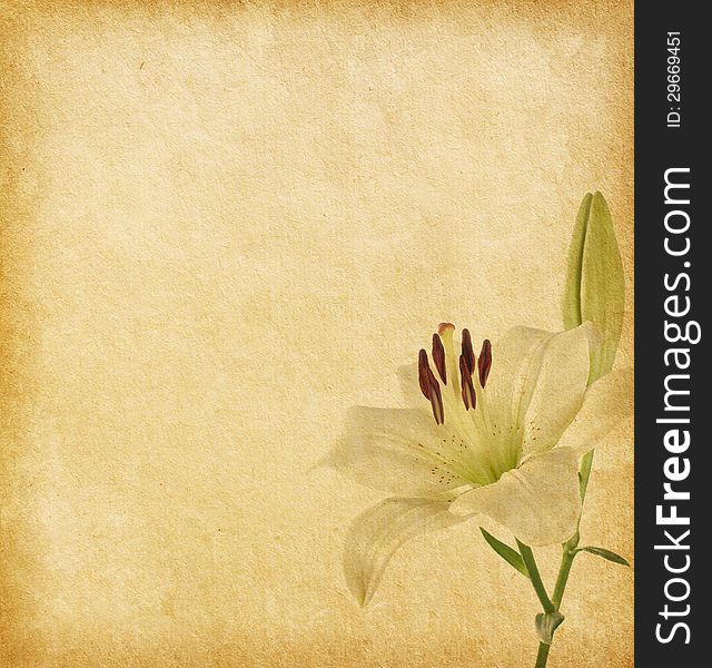 Old grunge background with white lily. paper texture