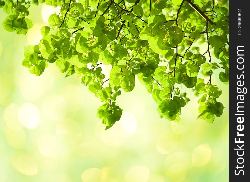 Fresh leaves of Tilia in a garden.