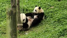 Sichuan Wolong Chinese Giant Panda Park Shenshuping Base Stock Photography