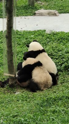 Sichuan Wolong Chinese Giant Panda Park Shenshuping Base Royalty Free Stock Image