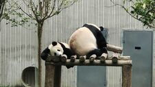 Sichuan Wolong Chinese Giant Panda Park Shenshuping Base Royalty Free Stock Photo