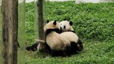 Sichuan Wolong Chinese Giant Panda Park Shenshuping Base Stock Images