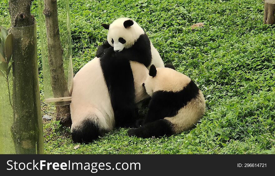 Sichuan Wolong Chinese giant Panda Park Shenshuping base
