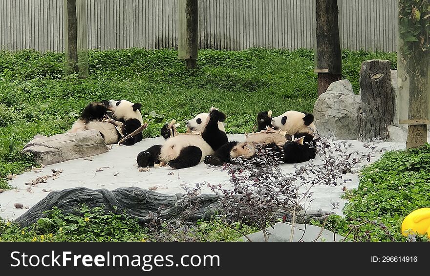 Sichuan Wolong Chinese giant Panda Park Shenshuping base