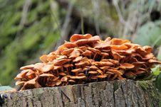 Free Fungus Growth. Stock Photo - 29676810