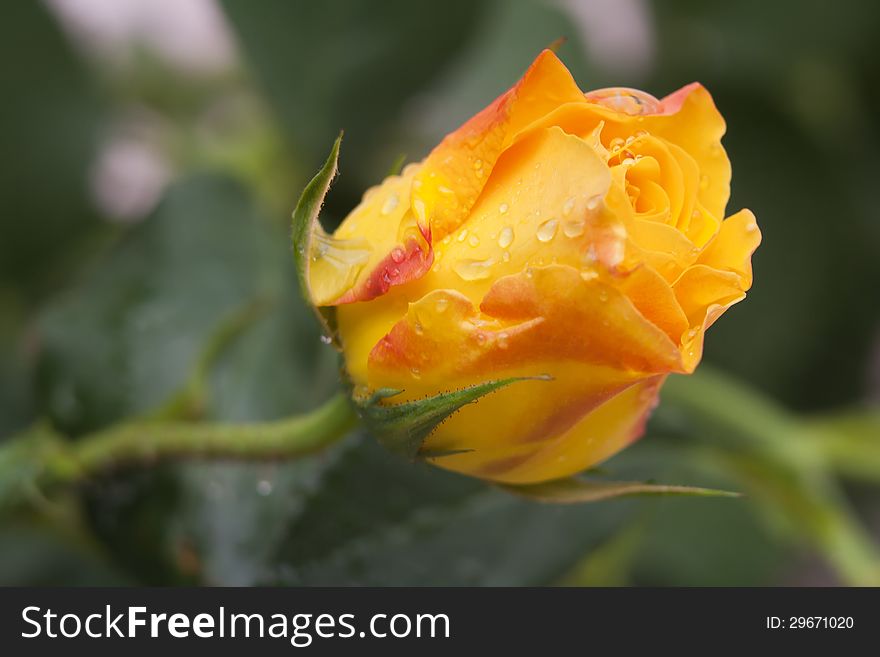 Closeup of the yellow rose flower with rain drops. Closeup of the yellow rose flower with rain drops.