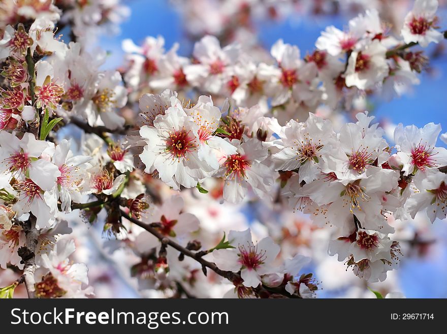 Branch of peach blooming as spring flowers background. Branch of peach blooming as spring flowers background