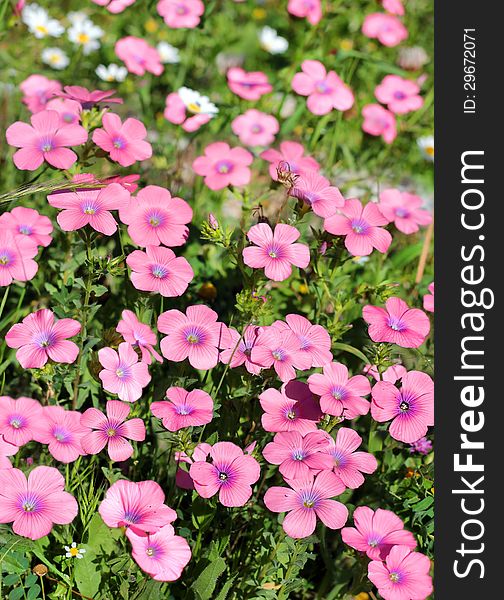 Bright pink flowers of the field