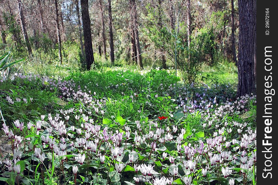 Glade of wild cyclamen among spring forest