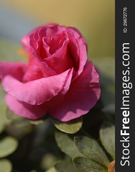 Closeup of a beautiful pink rose