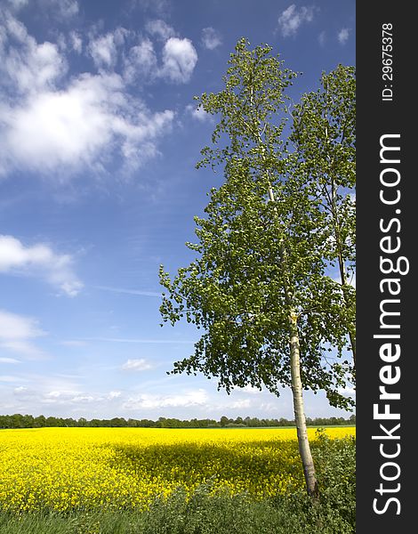 Canola field in yellow and blue sky. Front of the picture is a birch tree.