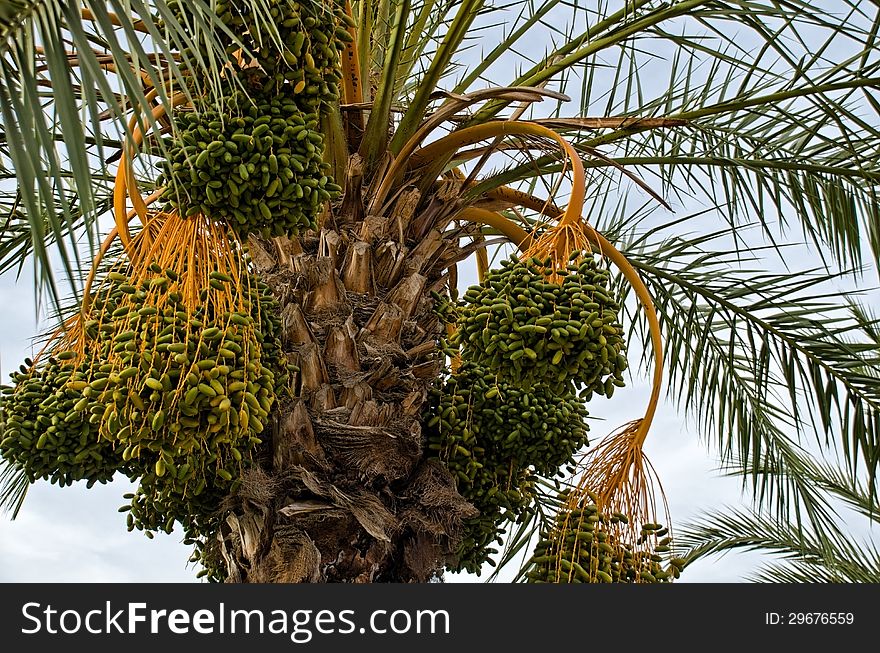 Detail of palm tree with dates