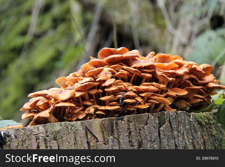 A Thriving Fungus Growth on a Large Tree Stump. A Thriving Fungus Growth on a Large Tree Stump.