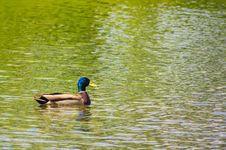 Mallard Duck On The Lake Stock Photos