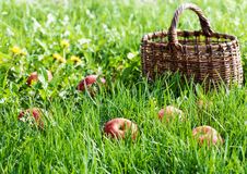 Red Apples In The Grass Stock Photos Red Apples In The Grass Stock Photos
