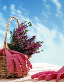 Basket With Houseplant And Garden Tools Royalty Free Stock Images Basket With Houseplant And Garden Tools Royalty Free Stock Images