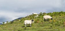Sheep Eating On The Grass, Scotland Stock Images Sheep Eating On The Grass, Scotland Stock Images
