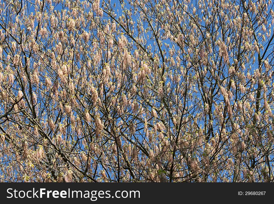 Close-up of birch blossoms against blue sky
