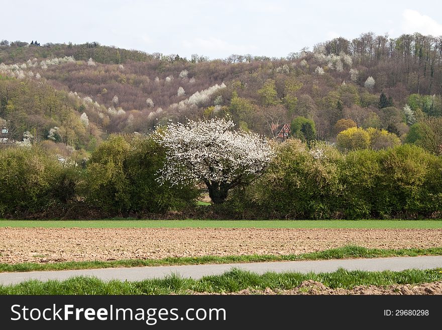 Old cherry tree in a field
