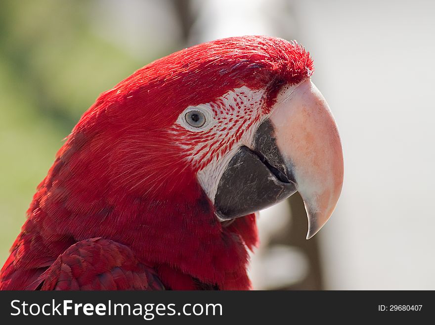 Portrait of a scarlet macaw in a zoo. Portrait of a scarlet macaw in a zoo