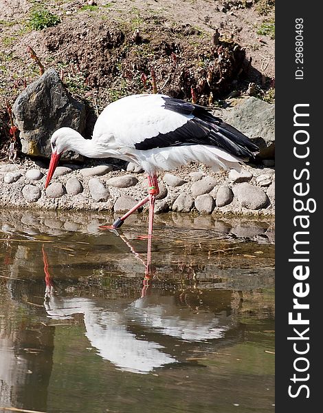 Portrait of a stork in a zoo. Portrait of a stork in a zoo