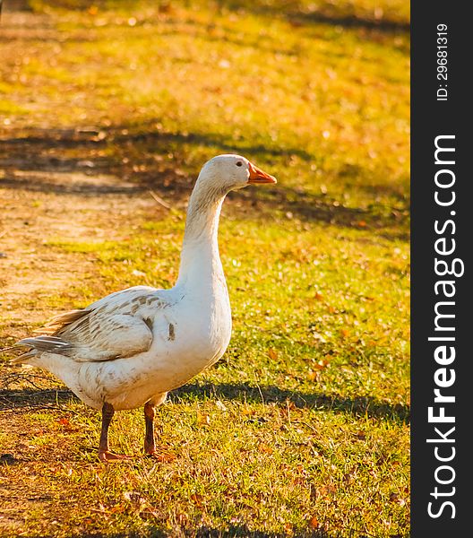 Goose On Green Grass In Sunny Day