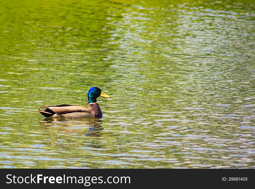 Wild Duck Is Swimming In The Pond. Wild Duck Is Swimming In The Pond