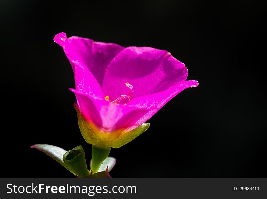 Close up of common purslane flower, backlighting to get black background