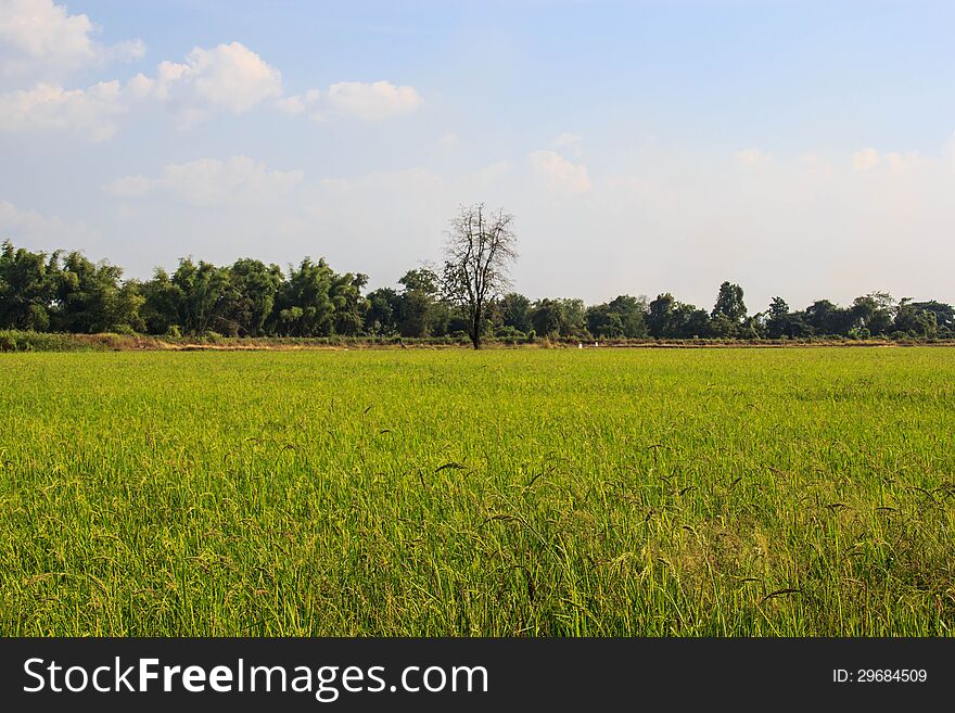 Green young rice on field. Green young rice on field.