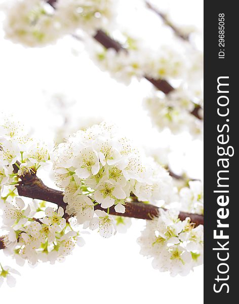 A flowering plum tree in spring