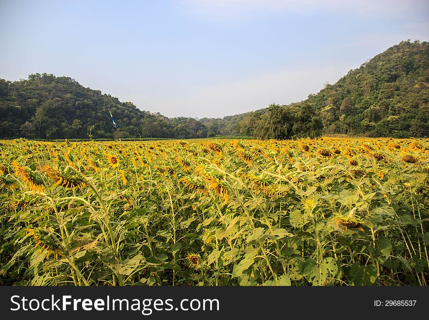Sunflower field Withered Droop with blue sky and mountain
