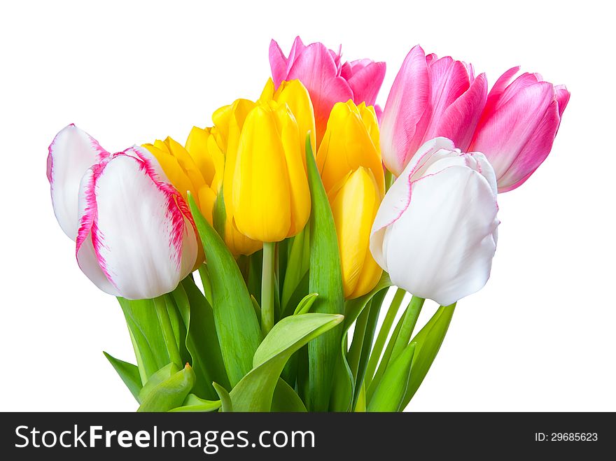 Bouquet of beautiful yellow, white and pink tulips isolated on white background. Bouquet of beautiful yellow, white and pink tulips isolated on white background