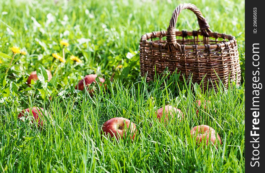 Red apples in the grass and basket