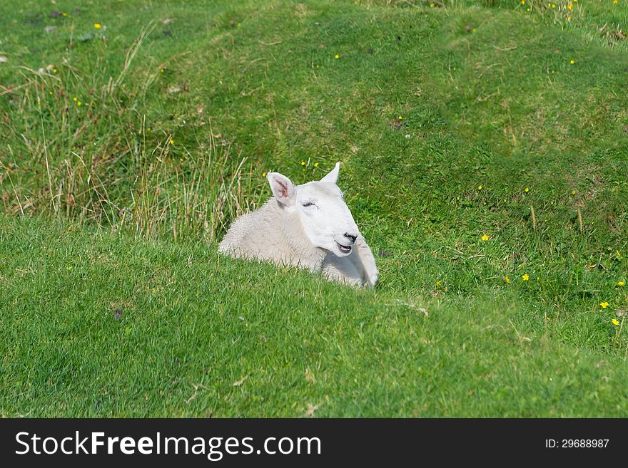 Young and lazy sheep lying on the grass. Young and lazy sheep lying on the grass