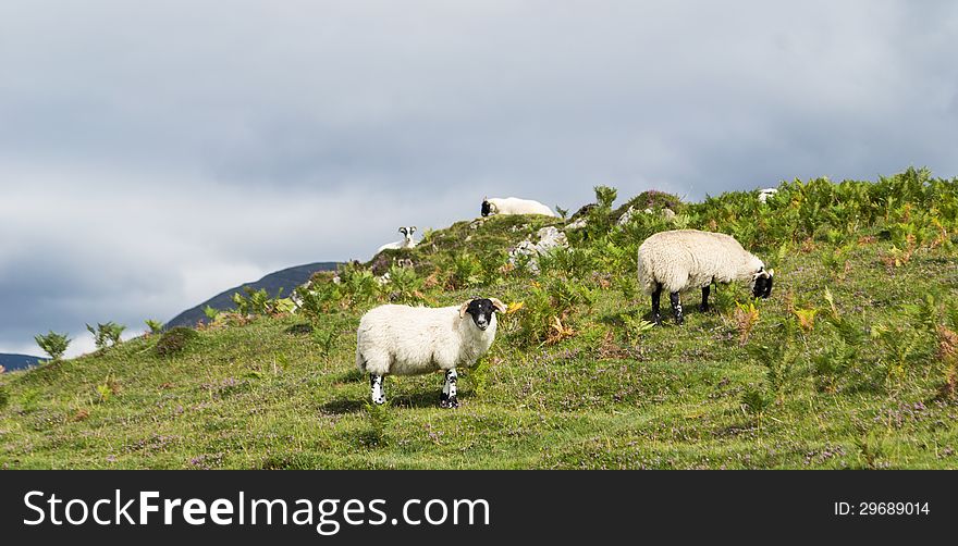 A flok of sheep grazing green grass at the shores of Skye island Scotland landscape. A flok of sheep grazing green grass at the shores of Skye island Scotland landscape