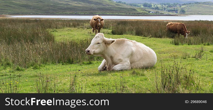 Cow lying on grass, scotland landscape