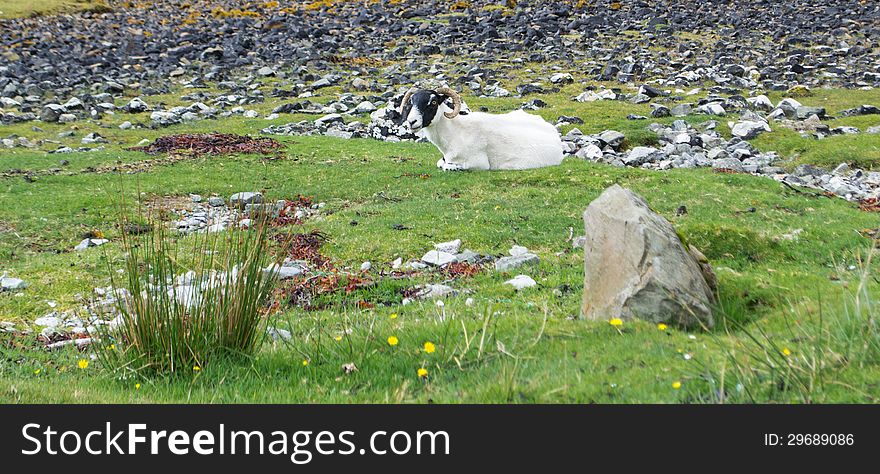 Grazing Scottish blackface sheep lying on the grass of Island of Skye, Scotland