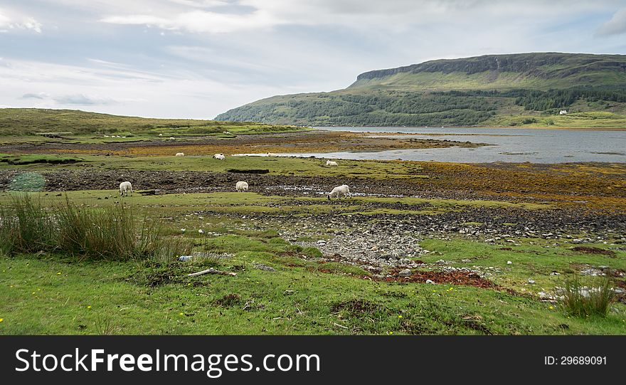 Scenic view of landscape of mountain of Isle of Skye Scotland. Sheep are on the grass.