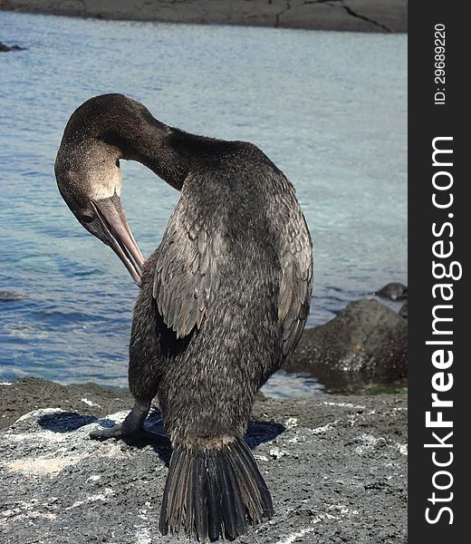 A flightless cormorant at the Galapagos islands.