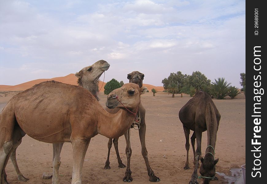 4 dromedaries resting in the desert of morocco. 4 dromedaries resting in the desert of morocco.