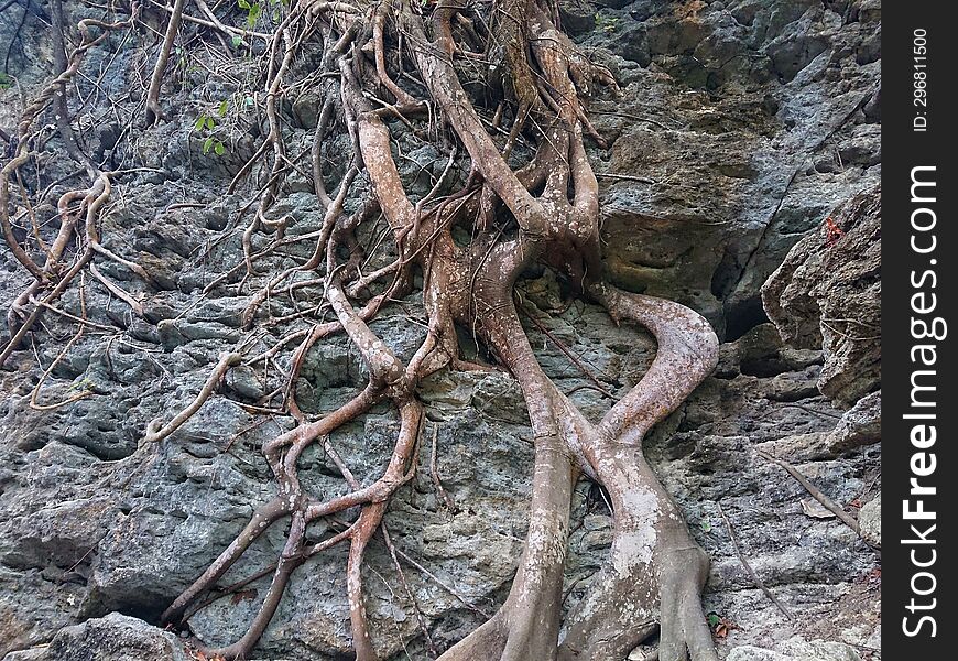 Tree roots creeping along cliff rocks