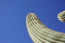 Saguaro Cactus Royalty Free Stock Image Saguaro Cactus Royalty Free Stock Image